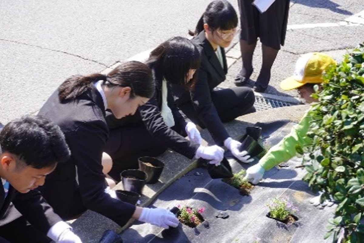 新入社員による芝桜の植栽